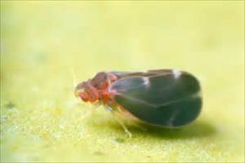 عسلک مرکبات